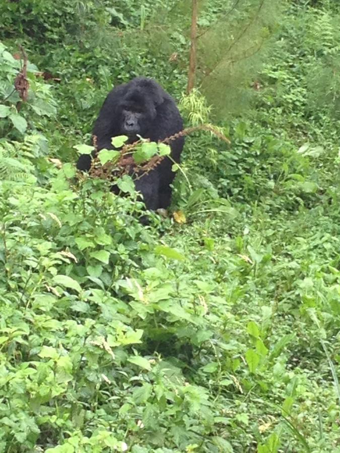 Rushaga Gorilla Lodge Bugambira Екстер'єр фото